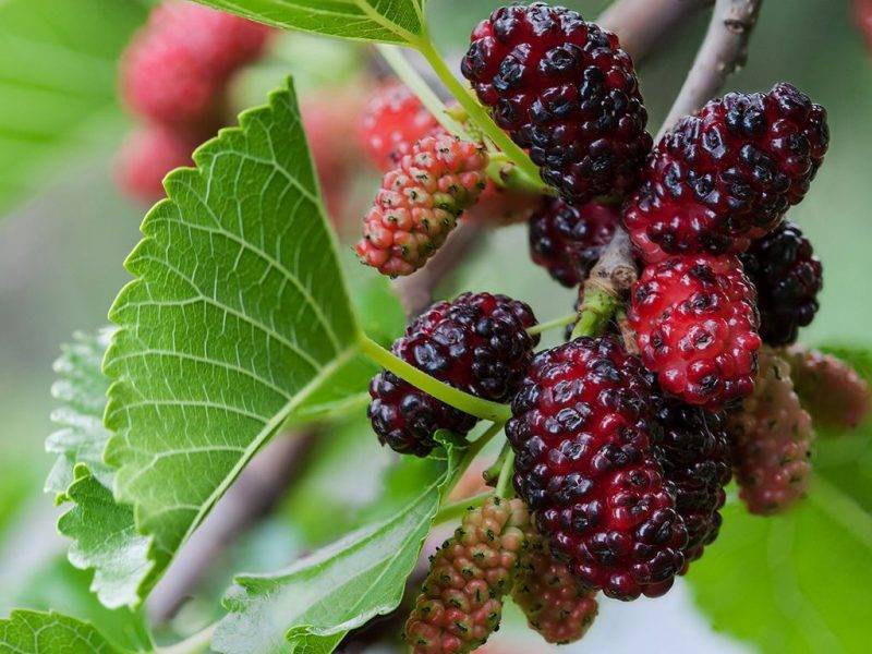 Шелковица купить саженцы из питомнике в Артёме