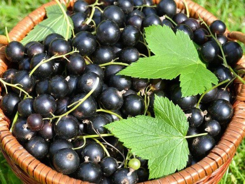 Смородина купить саженцы из питомника в Артёме