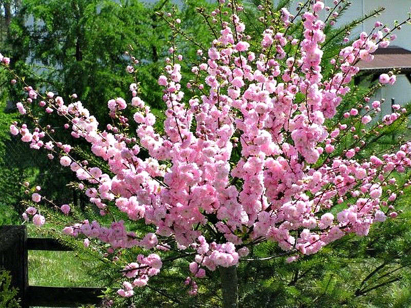 Миндаль купить саженцы из питомника в Артёме