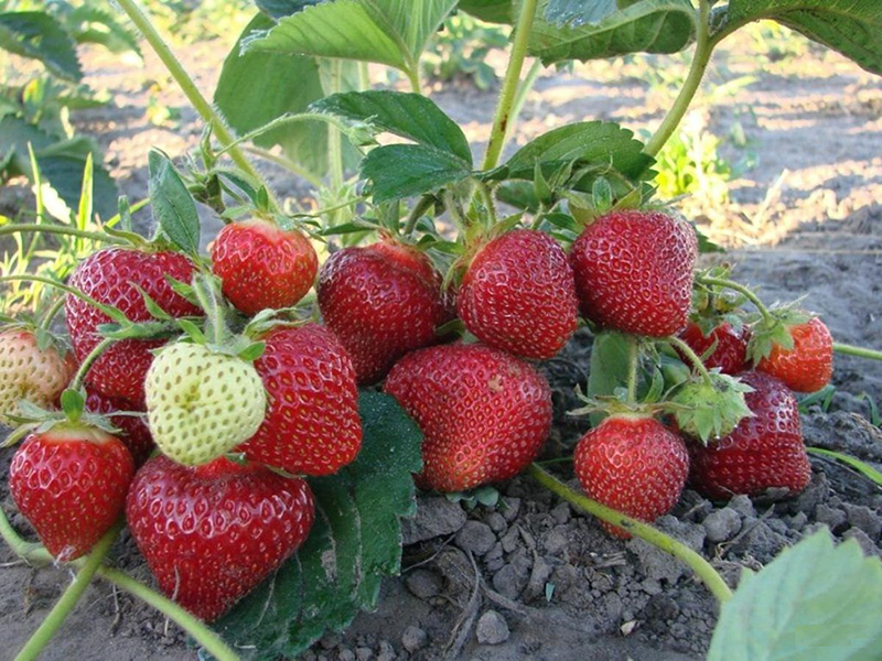 Клубника купить саженцы из питомника в Артёме