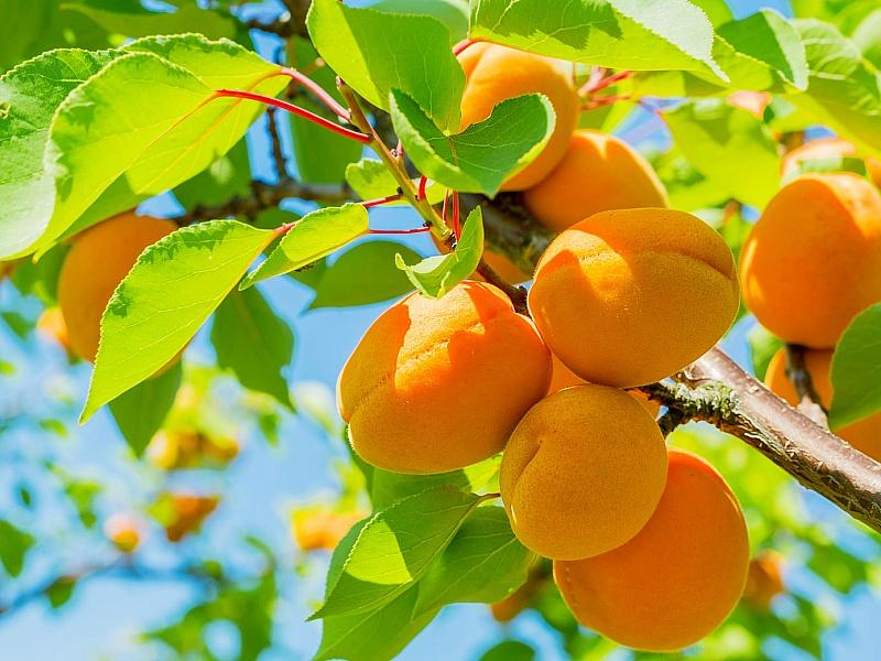 Абрикос купить саженцы из питомнике в Артёме