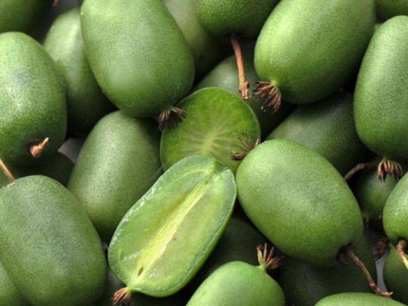 Актинидия купить саженцы из питомнике в Артёме