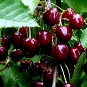 Черешня "ТЮТЧЕВКА"